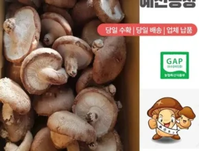 [추천] 못난이 표고버섯 3kg [베스트]