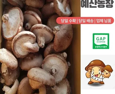 [추천] 못난이 표고버섯 3kg [베스트]